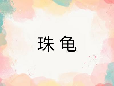 珠龟