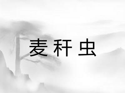 麦秆虫