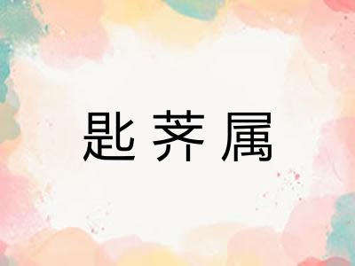 匙荠属