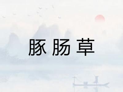 豚肠草