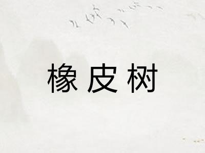 橡皮树