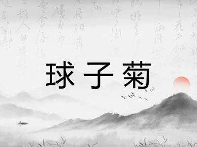 球子菊