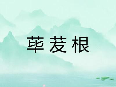 荜茇根