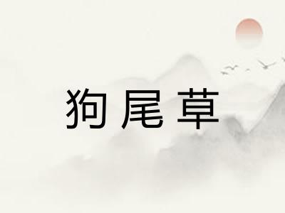 狗尾草 狗尾草