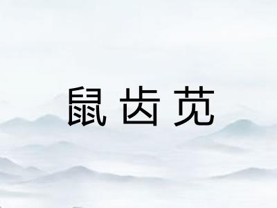 鼠齿苋