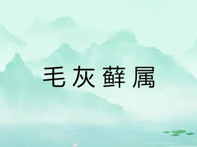 毛灰藓属
