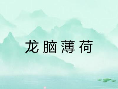 龙脑薄荷